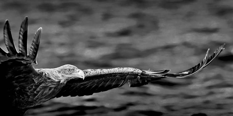 M6015   Henrik R Kristesen   Eagle wing